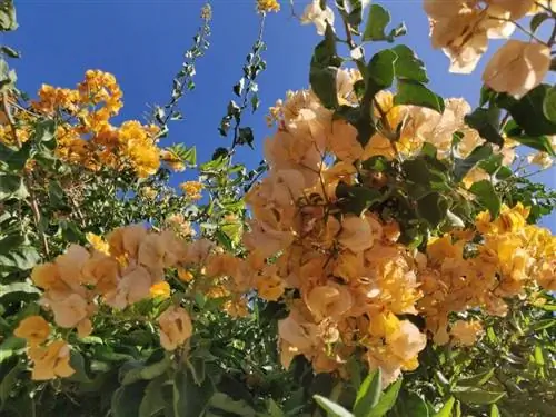 цветение бугенвилии