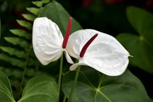 Антуриум - кислое растение.