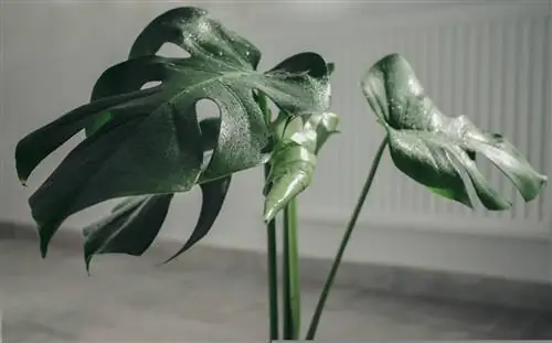 горшок монстера деликатесная