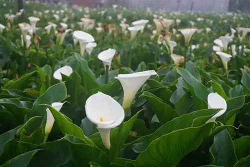 Уход за черными бухтами аналогичен уходу за другими бухтами.