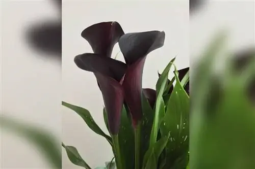 Черные каллы и их значение часто связывают с негативными аспектами