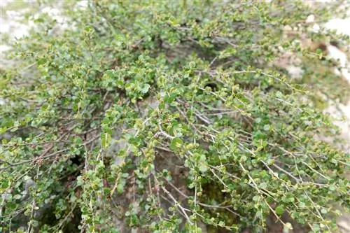 Карликовая береза - это кустарник