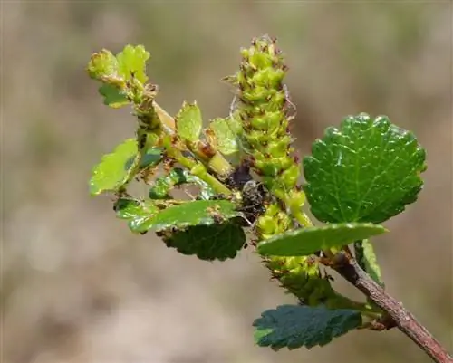 Карликовая береза - цветущий кустарник