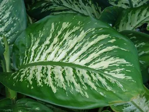 листья диффенбахии сегине