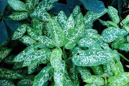 Растение диффенбахия сегина