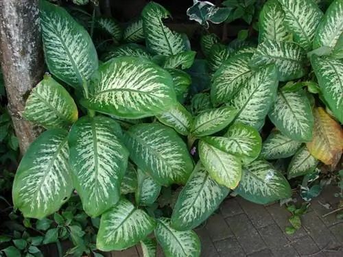 Dieffenbachia seguine: уход