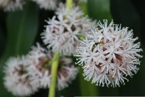 Цветок ствола Бразилии белый