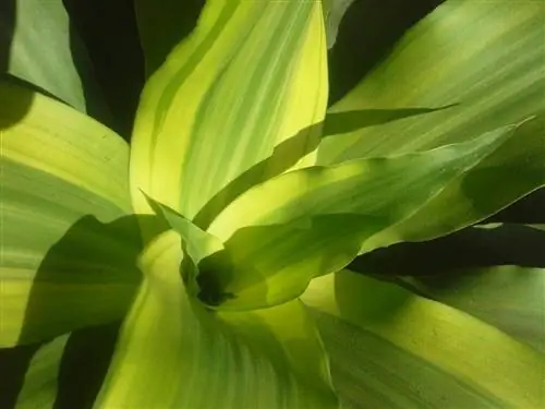 Листья бразильского дерева зеленые.