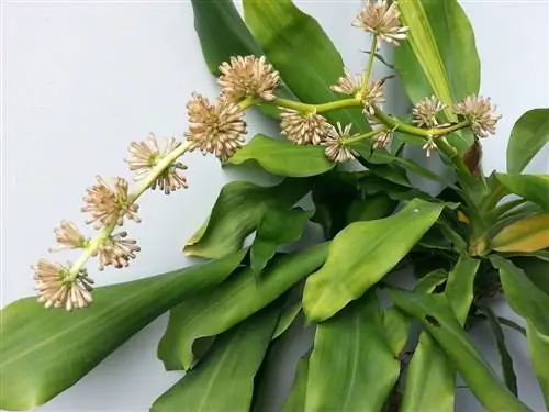 Как цвет ствола Бразилии?