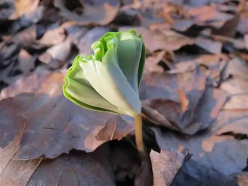 Бук - это дерево, которому нужно время, чтобы прорасти