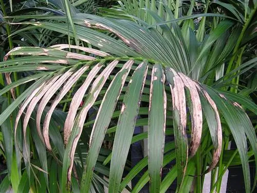 У кентии могут быть разные проблемы