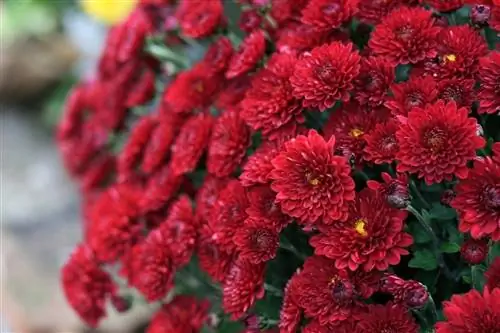 Хризантема - это растение, которое цветет летом.