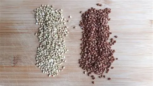 пшеница, которая не пшеница