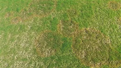 газонные вредители и болезни