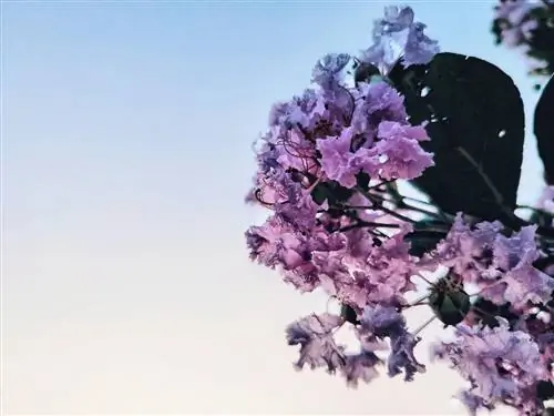 цветы дерева юпитера