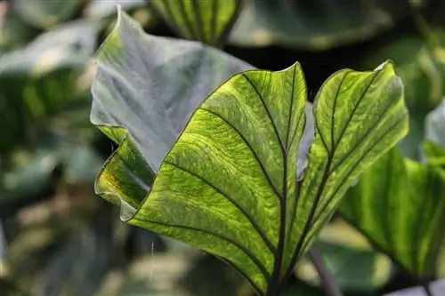 колоказия - неприхотливое растение
