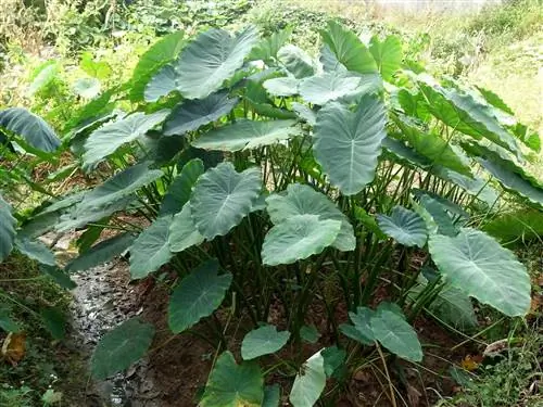 Colocasia esculenta нуждается в тени