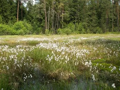 Eriophorum angustifolium - водное растение.