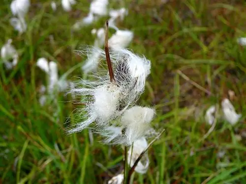 Пушица цветет весной