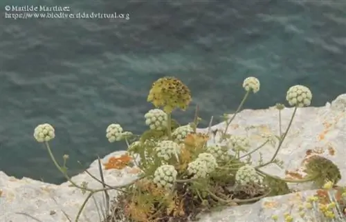 Морковь морковь - корневищное растение.