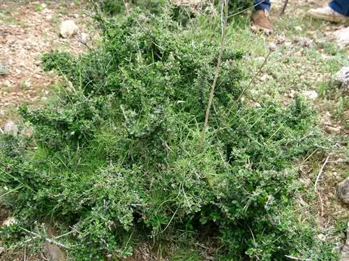 Дикое оливковое дерево - типичное растение Майорки.