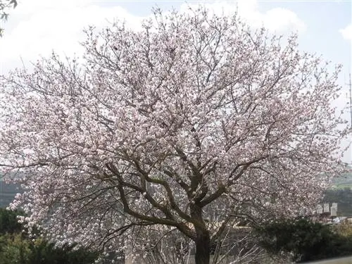Миндальное дерево широко культивируется на Майорке.