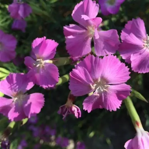 Dianthus rupicola является эндемиком Майорки.