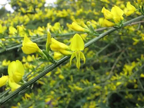 Genista cinerea - цветущий кустарник.
