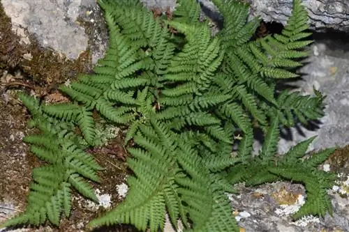 Dryopteris pallida - папоротник с Майорки.