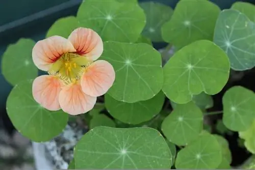 Горшечной настурции нужно солнце