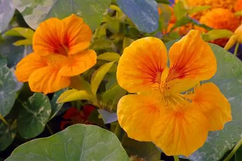 Уход за настурцией в горшке