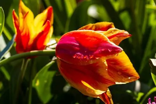 тюльпан цветок