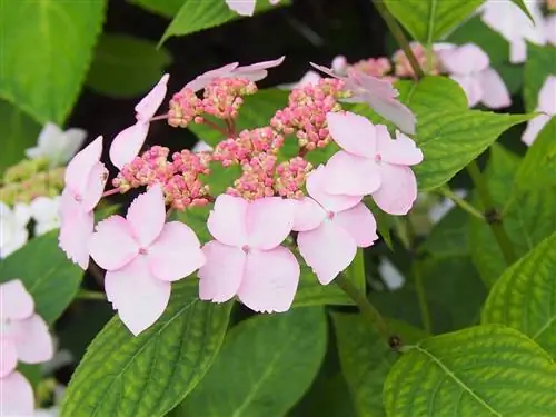 Hydrangea serrata - цветущий кустарник.