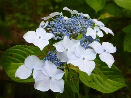 гортензия гортензия морозостойка