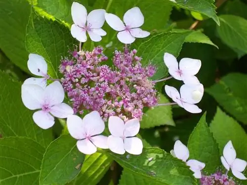 Гортензия гортензия (Hydrangea serrata)