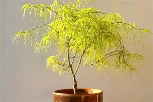 Образец Acer palmatum 'Koto no Ito' Образец Acer palmatum 'Koto no Ito'