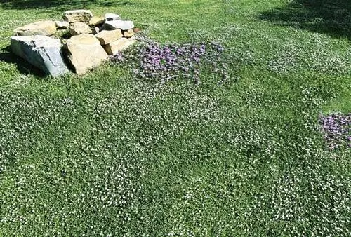 lippia nodiflora зимой в качестве газона lippia nodiflora зимой в качестве газона