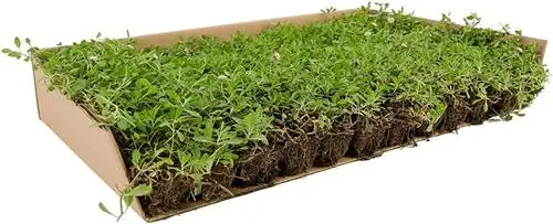 nodiflora травяной формат nodiflora травяной формат
