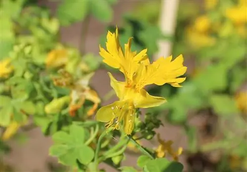 Канарейка - маленький альпинист