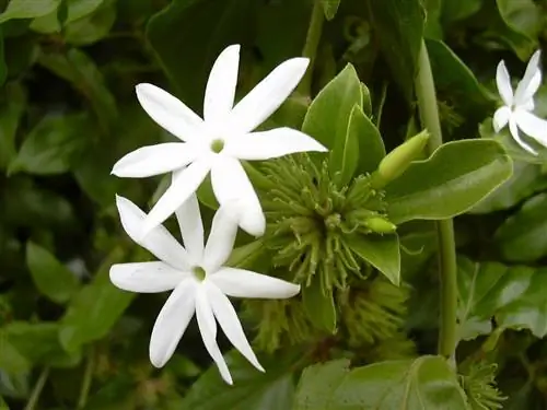 Жасмин многоцветковый - идеальная лиана для горшков.