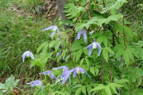 Clematis alpina дает голубые цветы.