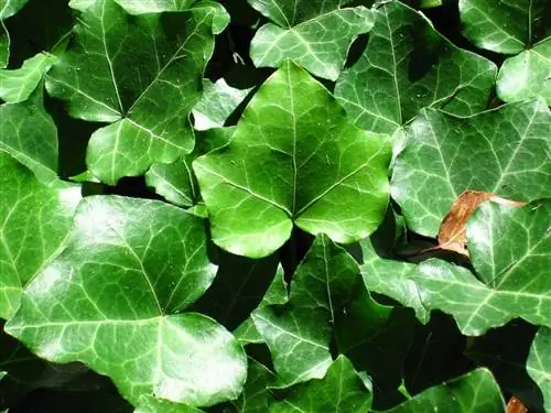 Плющ хранится внутри