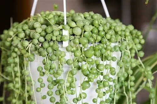 Senecio rowleyanus - висячий суккулент.