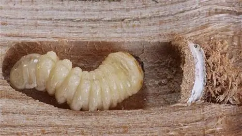 Узнайте, как вывести мокриц с помощью уксуса