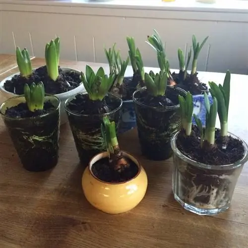 луковицы гиацинтов