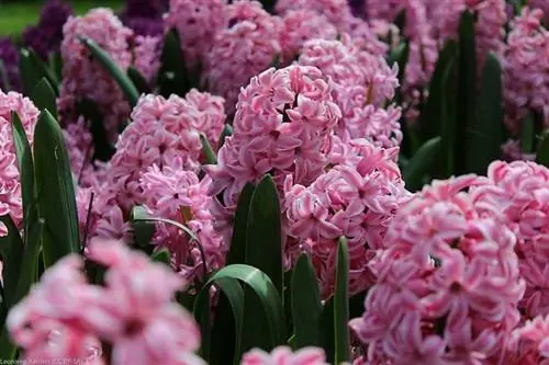 розовый гиацинт