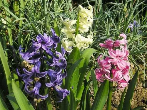 Характеристики и уход за гиацинтом