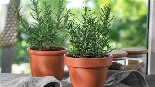 горшечный розмарин