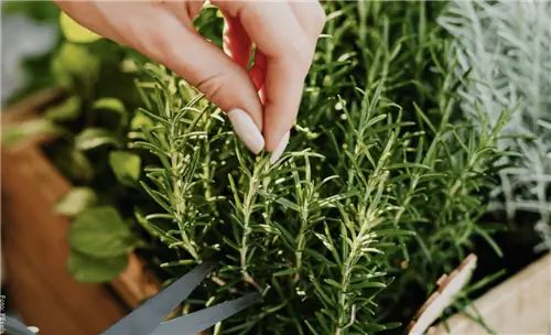 уход за комнатным розмарином
