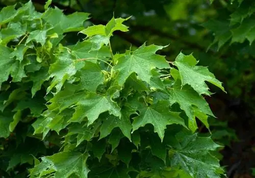 Листья Acer platanoides